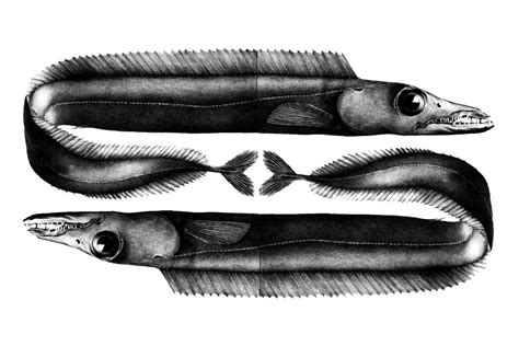 black scabbard fish|Madeira's Espada: Facts, Food & Dangers of the Black Scabbardfish.